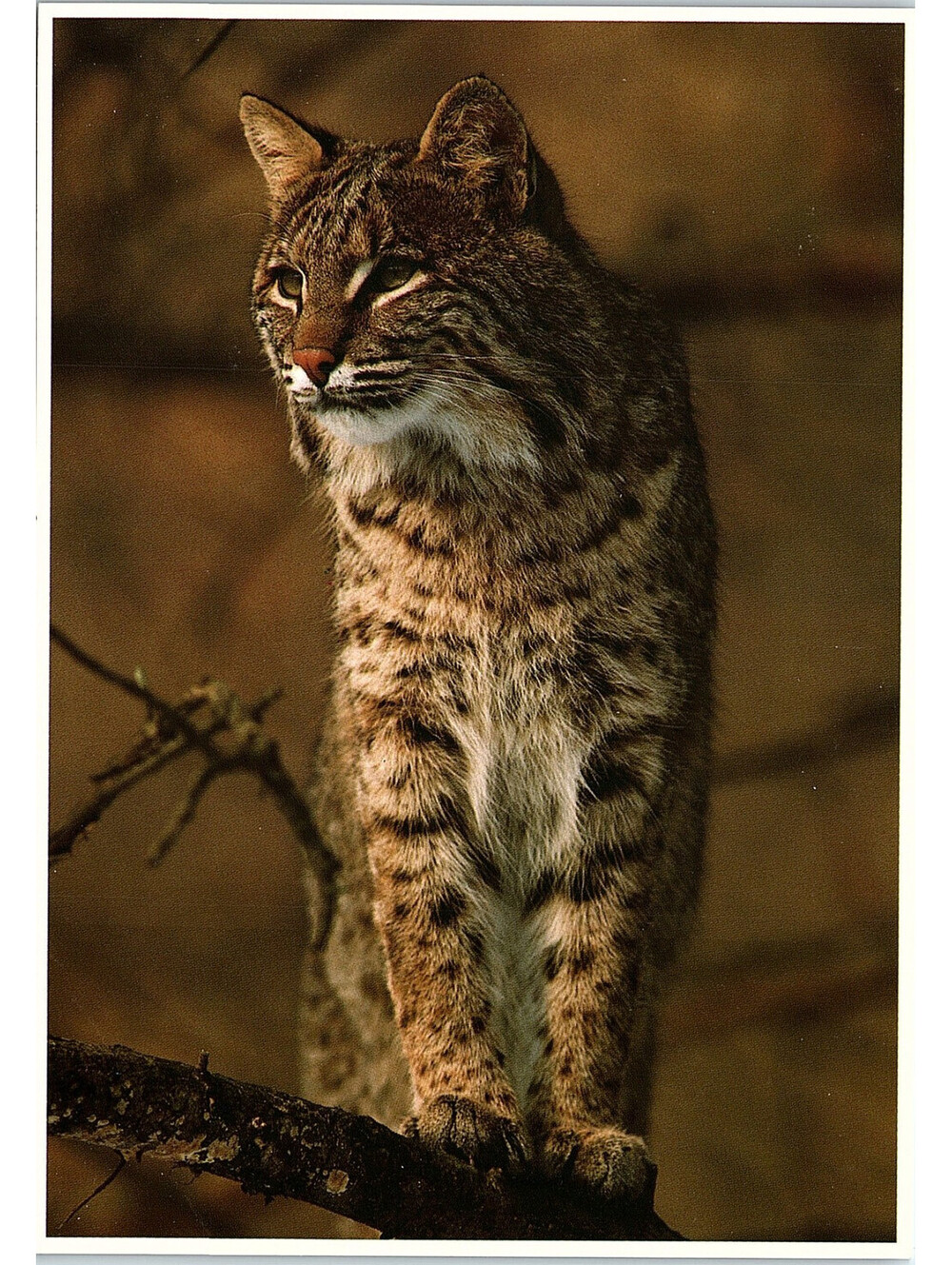 Vintage Postcard Bobcat North American Wildlife Impact 1989